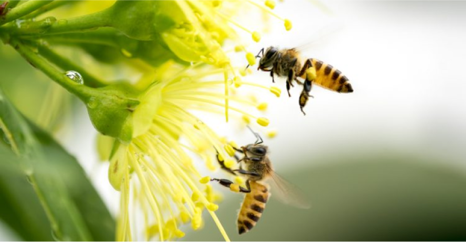 Bees and Wasps Pest Control