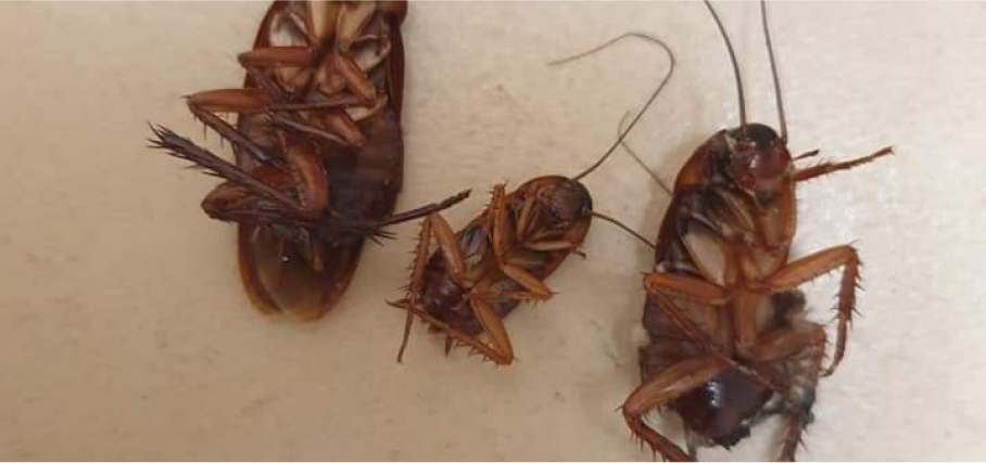 cockroach-pest-treatment